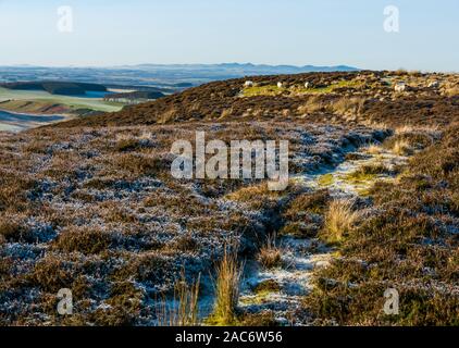 Lammermuir Hills, East Lothian, Scotland, UK. 1er décembre 2019. Météo France : après une nuit très froide le paysage dans la lande de bruyère est givrée avec la température autour du point de congélation sur une belle journée d'hiver ensoleillée Banque D'Images