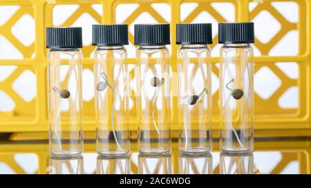 Les germes des plantes OGM science lab Banque D'Images