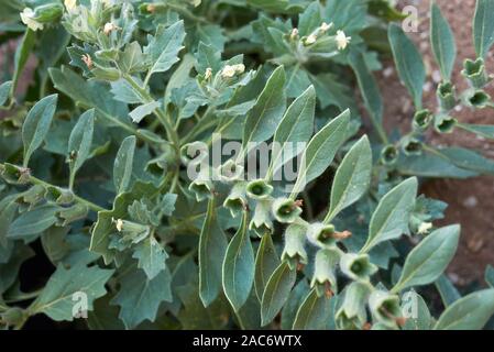 Hyoscyamus albus plante en fleur Banque D'Images