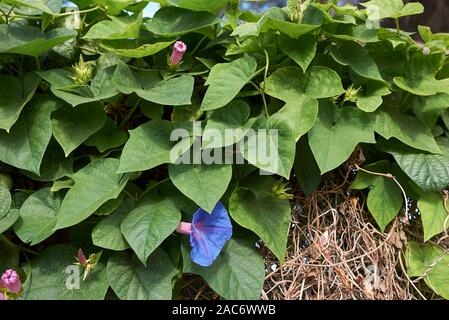 Fleurs mauve bleu de l'Ipomoea indica plante Banque D'Images