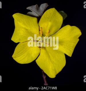 Haut (vue ci-dessus) d'une fleur jaune, Fremontodendron California Glory, sur fond noir Banque D'Images