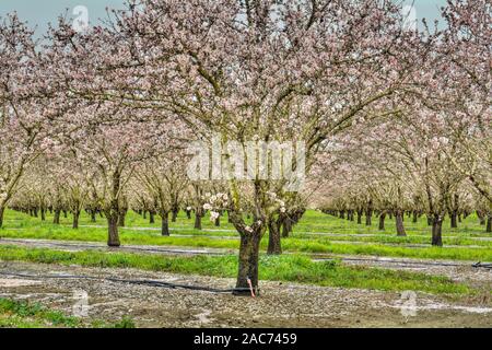 Vue panoramique de fleurs d'amandier dans la région de orchard dans le début du printemps en hivers, en Californie, USA, et comprennent également le système d'irrigation Banque D'Images