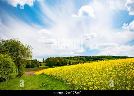 La récolte de canola field sous blue cloudy sky journée ensoleillée Banque D'Images