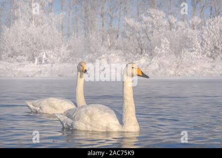 Une belle paire de cygnes blancs nage dans un lac sur un matin d'hiver ensoleillé sur un fond d'arbres dans le givre blanc Banque D'Images