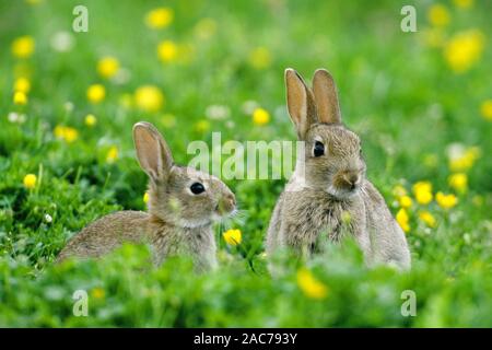 Junges Wildkaninchen, (Oryctolagus cuniculus), Blumenwiese, Banque D'Images