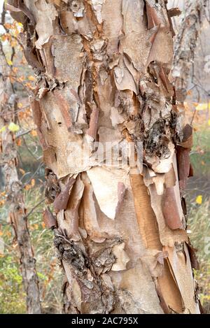 River Birch Tree (Betula nigra), détail de l'écorce, Automne, Minnesota, USA, par Dominique Braud/Assocby Photo Dembinsky Dominique Braud/Dembinsky Assoc Photo Banque D'Images