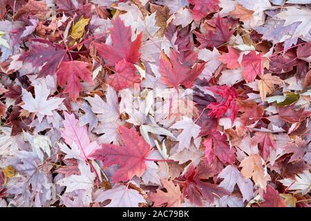 Feuilles d'érable argenté (Acer saccharinum) sur le sol de la forêt, Automne, Minnesota, USA, par Dominique Braud/Dembinsky Assoc Photo Banque D'Images