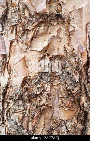 River Birch Tree (Betula nigra), détail de l'écorce, Automne, Minnesota, USA, par Dominique Braud/Assocby Photo Dembinsky Dominique Braud/Dembinsky Assoc Photo Banque D'Images