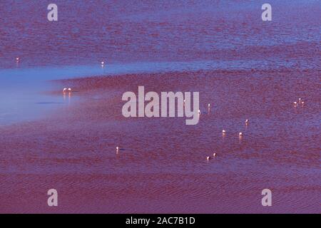 James Flamants Roses ( phoenicoparrus andinus), Laguna Colorada, Reserva de la faune andine Eduardo Avaroa, le sud de l'Altiplano, Potosi, Bolivie, sud-ouest Banque D'Images