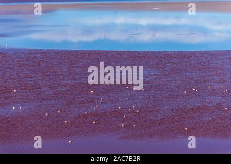 James Flamants Roses ( phoenicoparrus andinus), Laguna Colorada, Reserva de la faune andine Eduardo Avaroa, le sud de l'Altiplano, Potosi, Bolivie, sud-ouest Banque D'Images