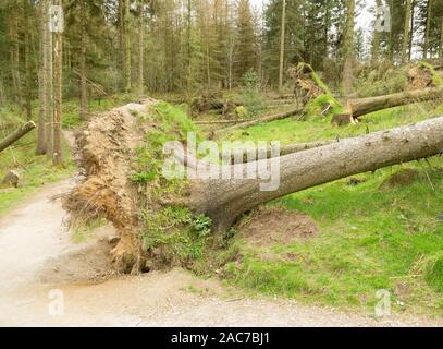 De grands arbres déracinés par des vents de tempête Banque D'Images