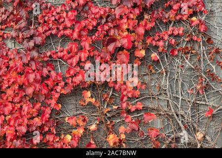 Vignes rouges sur barrière, Automne, E USA, par Dominique Braud/Dembinsky Assoc Photo Banque D'Images