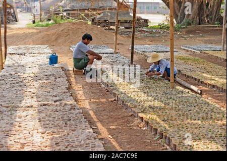 Cultiver des plants de teck à une pépinière en Taunggi l'État Shan, Myanmar Banque D'Images