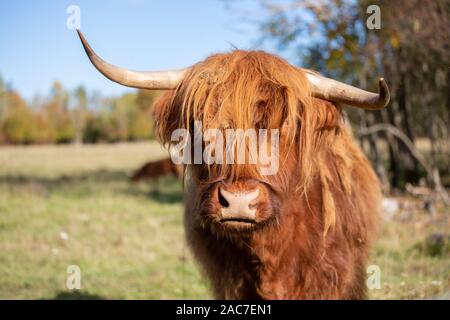 Portrait de vache pendant la période estivale Banque D'Images