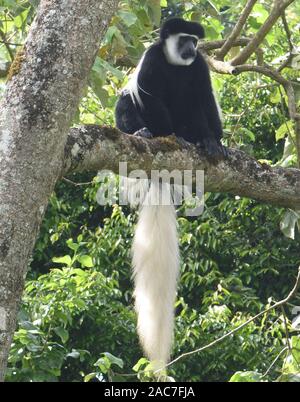 Un singe colobus noir et blanc, le couchant guereza (Colobus guereza), se détend sur les branches d'arbres à digérer son repas de feuilles. Parc National d'Arusha. Banque D'Images