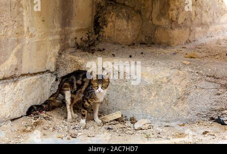 Les chats errants de Malte - chat tigré aux yeux verts Banque D'Images