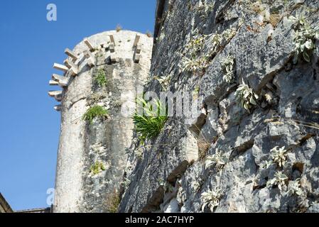 La lutte contre les mauvaises herbes poussant dans les fissures sur le mur de la ville et une tour de défense dans la vieille ville de Korčula dans le soleil du soir, Croatie Banque D'Images