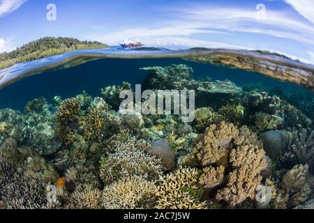 Les coraux sains se développent le long du bord d'une île de Raja Ampat, en Indonésie. Cette région tropicale est connue pour son incroyable biodiversité marine. Banque D'Images