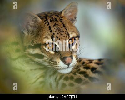 L'ocelot Leopardus pardalis Portrait (captifs) Banque D'Images
