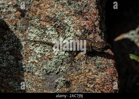 L'achillée (Sceloporus jarrovii lézard épineux) du comté de Graham, Arizona, USA. Banque D'Images