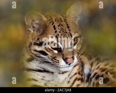 L'ocelot Leopardus pardalis Portrait (captifs) Banque D'Images