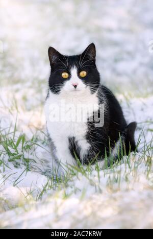 Un smoking noir et blanc motif chat bicolore, European Shorthair, assis dans une prairie couverte de neige sur une froide journée d'hiver, Allemagne Banque D'Images