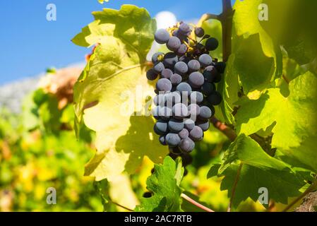 Raisins Plavac mali sur les vignes poussent sur la péninsule de Peljesac Orebic pour le vin rouge, Croatie Banque D'Images