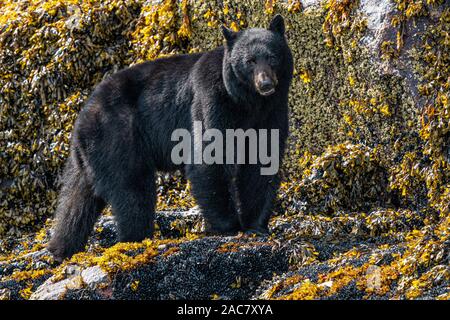 L'ours noir le long de la laisse de basse mer le long de l'Inlet Knight rivage, le territoire des Premières Nations, Colombie-Britannique, Canada Banque D'Images