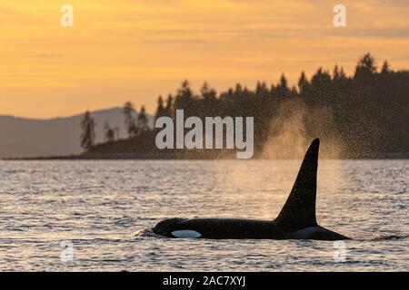 A66, surf, homme du nord l'épaulard (Orcinus orca) au large de la tête de Donegal (Malcolm Island) avec le nord de l'île de Vancouver, dans l'arrière-plan, Brit Banque D'Images