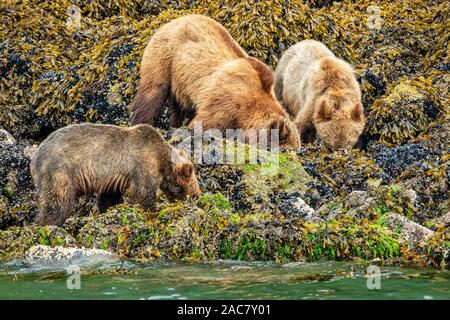 Grizzly bear sow avec ses deux petits festins le long de la basse tideline dans Knight Inlet, le territoire des Premières Nations, de la Colombie-Britannique, Canada. Banque D'Images