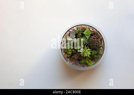 Les petites plantes succulentes en terrarium en verre transparent jardin isolé sur fond blanc d'un high angle view Banque D'Images