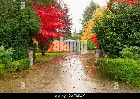 Rouge, vert et jaune arbres paysagers le long d'une allée résidentielle. Maple Ridge, C.-B.), Canada. Banque D'Images