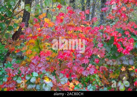 L'automne les feuilles rouges d'un érable (Acer circinatum) après une pluie. Banque D'Images