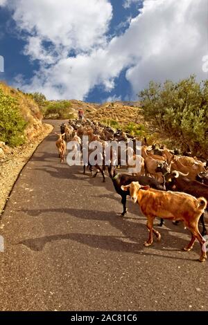 Les chèvres menée le long de la route sur chemin de retour à la ferme Banque D'Images