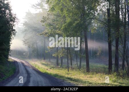 Les rayons de lumière à travers la brume du matin dans Bogesundslandet, près de Vaxholm, en Suède Banque D'Images