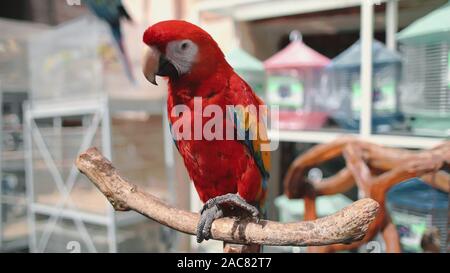 Perroquet Ara écarlate Fermer jusqu'au marché aux oiseaux exotiques. Gracieuse Intelligent Ara Tropical genre s'asseoir sur une branche à la recherche à l'appareil photo. Animal avec un plumage coloré rayures bec. Banque D'Images