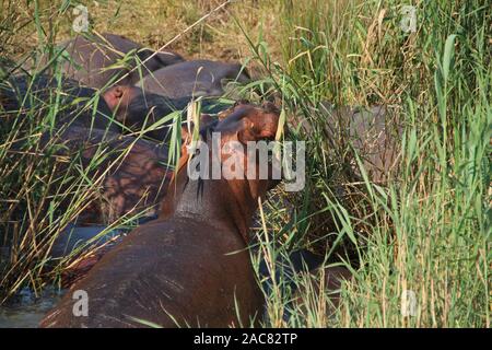 Des hippopotames au Parc iSimangaliso Wetland Park en Afrique du Sud Banque D'Images