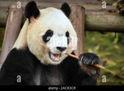 Grignotant ours panda bamboo shoot, Close up portrait de face avant Banque D'Images