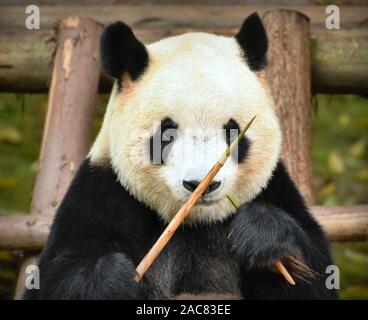 Panda grignotant de pousses de bambou, Close up portrait de face avant Banque D'Images