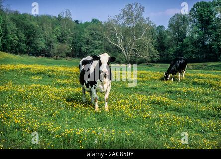 Vaches Holstein pâturage dans le champ, comté de Lancaster, rural Pennsylvanie, Etats-Unis, PA images US,Animaux amusants Pa images bétail vintage élevage bétail Banque D'Images