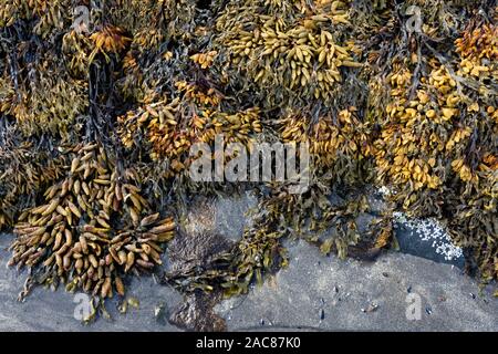 Algues fucus vésiculeux (Fucus vesiculosus) croissant sur les rives de sable et visibles à marée basse Banque D'Images