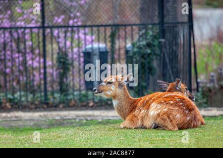 Jachère persique cerfs couchés sur l'herbe verte Banque D'Images