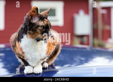 Chat mignon assis sur un toit de voiture à autour de Banque D'Images