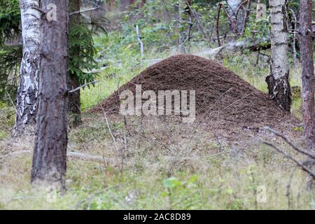 Grande fourmilière dans Bogesundslandet dans une forêt près de Vaxholm, en Suède Banque D'Images