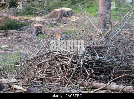 Forêt éclaircie dans Bogesundslandet, près de Vaxholm, en Suède Banque D'Images