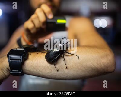 Bug noir géant Atlas sur le mans part la nuit Banque D'Images