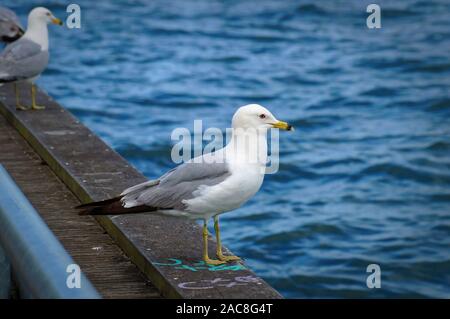 Mouette debout sur le bord de la jetée. Vue rapprochée de mouettes oiseaux blancs et gris en face de fond de l'eau bleu naturel. Banque D'Images