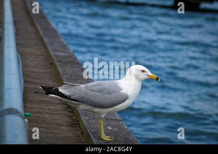 Mouette debout sur le bord de la jetée. Vue rapprochée de mouettes oiseaux blancs et gris en face de fond de l'eau bleu naturel. Banque D'Images