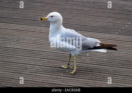 Marcher le long de la mouette les planches de bois de la jetée. Vue rapprochée de mouettes oiseaux blancs et gris sur un quai. Banque D'Images