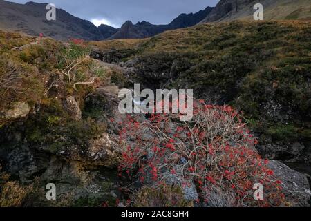 Rowan Tree avec des baies rouges à Fairy Pool, Isle of Skye, Scotland, UK Banque D'Images